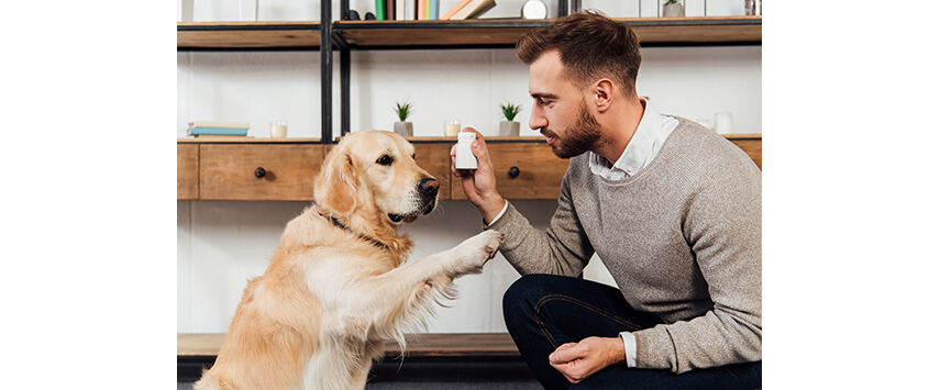 Finding the Right Supplements For Pets